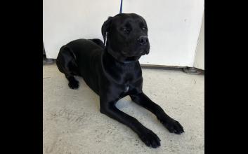 dog adoption photo