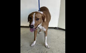 dog adoption photo