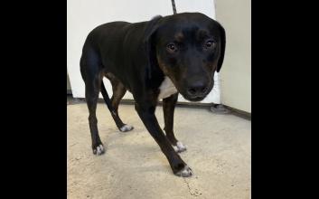 dog adoption photo