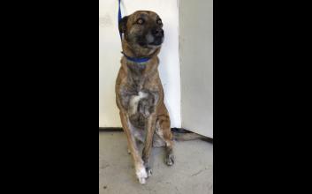 dog adoption photo