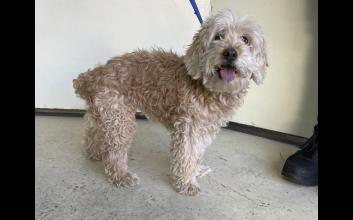 dog adoption photo