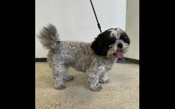 dog adoption photo