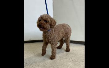 dog adoption photo