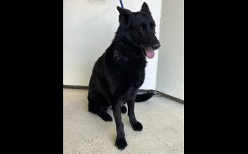 dog adoption photo