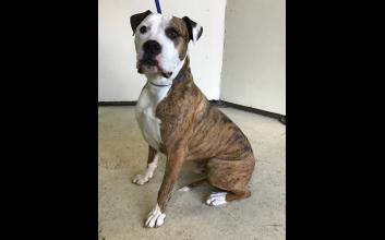 dog adoption photo