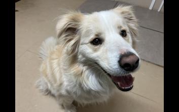 dog adoption photo