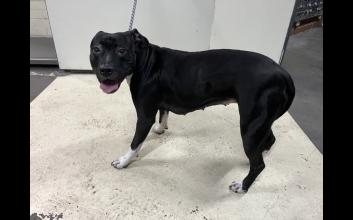 dog adoption photo