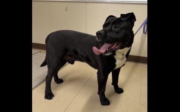 dog adoption photo