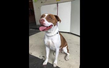dog adoption photo