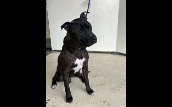 dog adoption photo