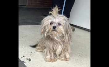 dog adoption photo