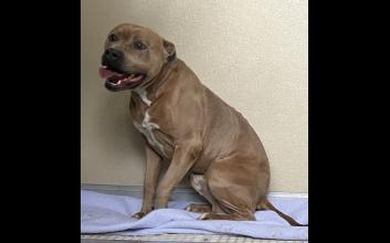 dog adoption photo