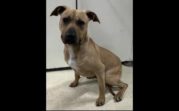 dog adoption photo