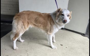 dog adoption photo