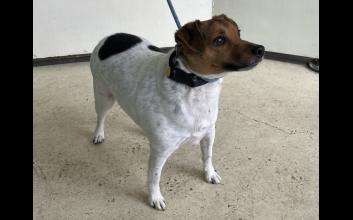 dog adoption photo