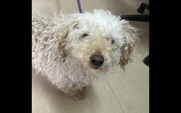 dog adoption photo