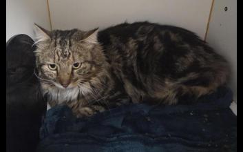 cat adoption photo