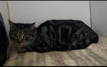 cat adoption photo