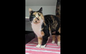 cat adoption photo