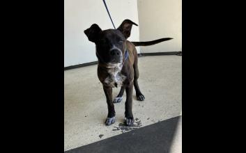 dog adoption photo