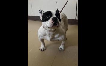 dog adoption photo
