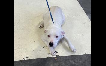 dog adoption photo