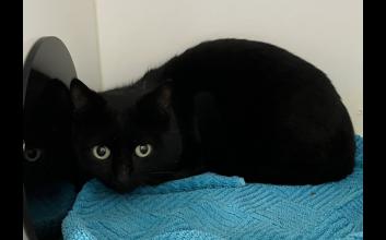 cat adoption photo