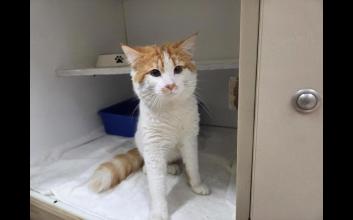 cat adoption photo