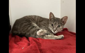 cat adoption photo
