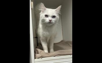 cat adoption photo