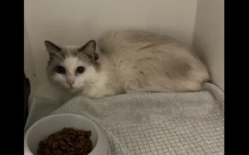 cat adoption photo