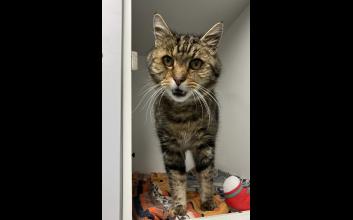 cat adoption photo