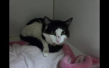 cat adoption photo