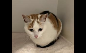 cat adoption photo