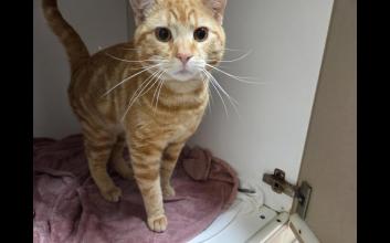 cat adoption photo
