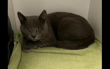 cat adoption photo
