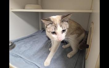 cat adoption photo