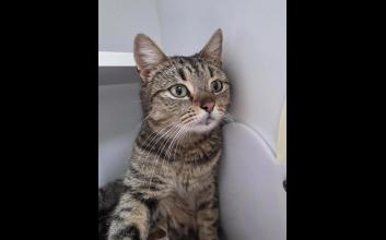 cat adoption photo