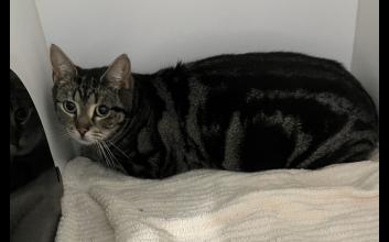 cat adoption photo