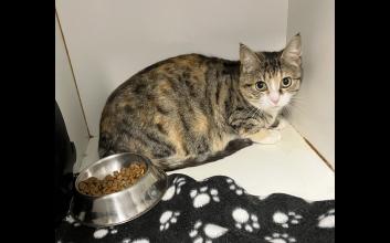 cat adoption photo