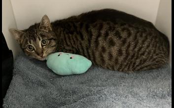 cat adoption photo