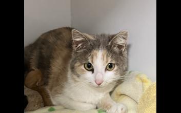 cat adoption photo