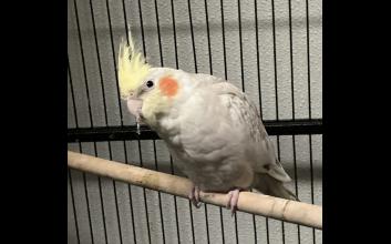 adoption photo