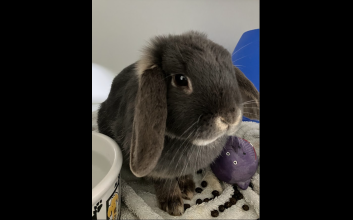 adoption photo