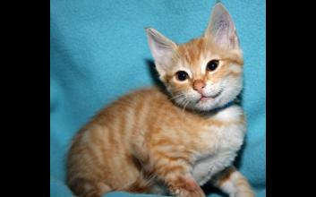 cat adoption photo