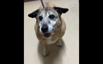 dog adoption photo