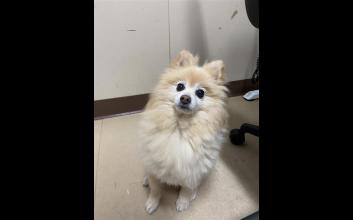 dog adoption photo