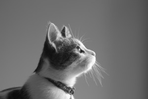 black and white cat looking up